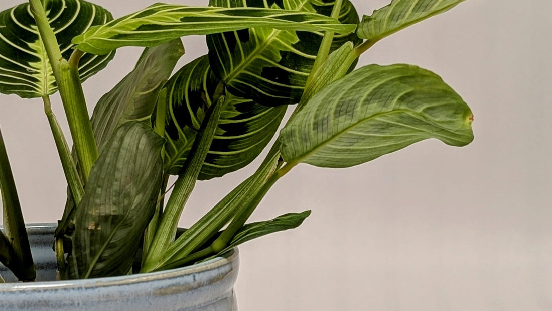 Lemon Lime Maranta - Care Advice