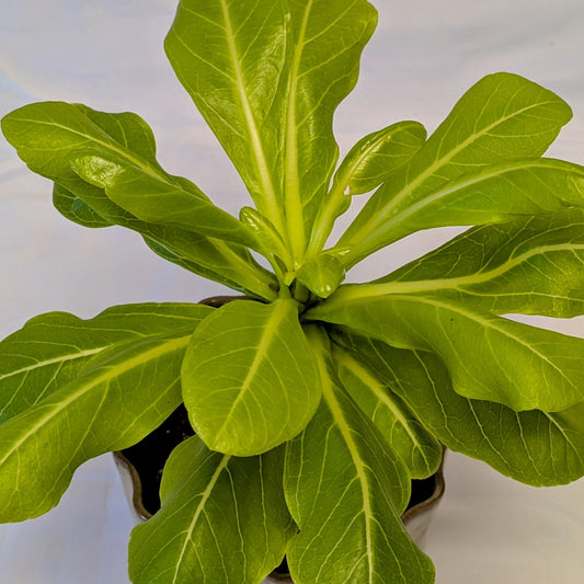 Brighamia Insignis - Care Advice