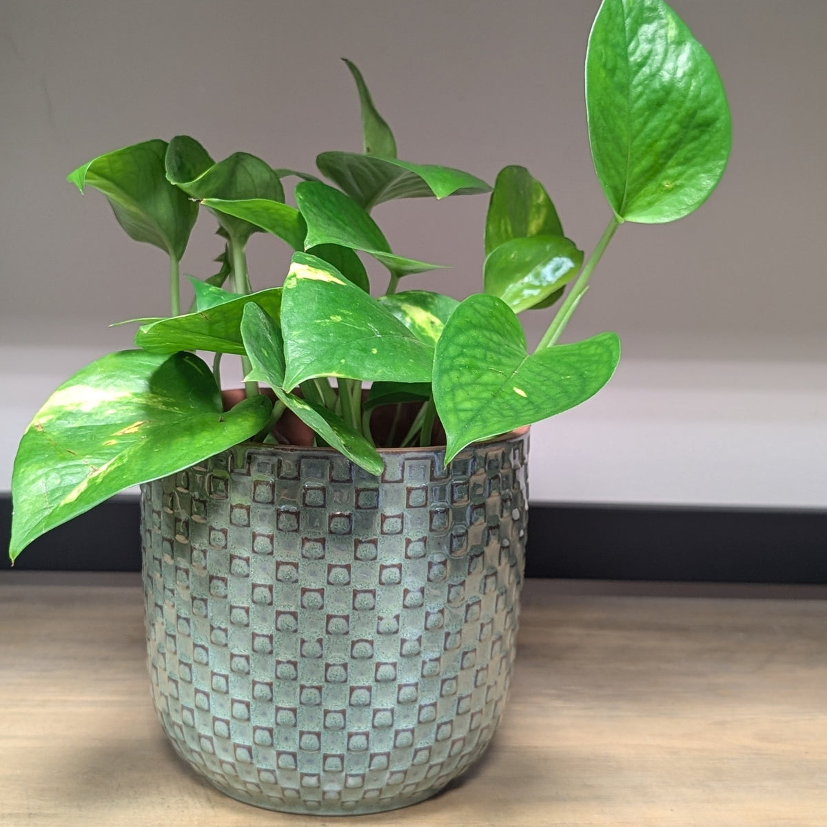 Devil's Ivy & Planter