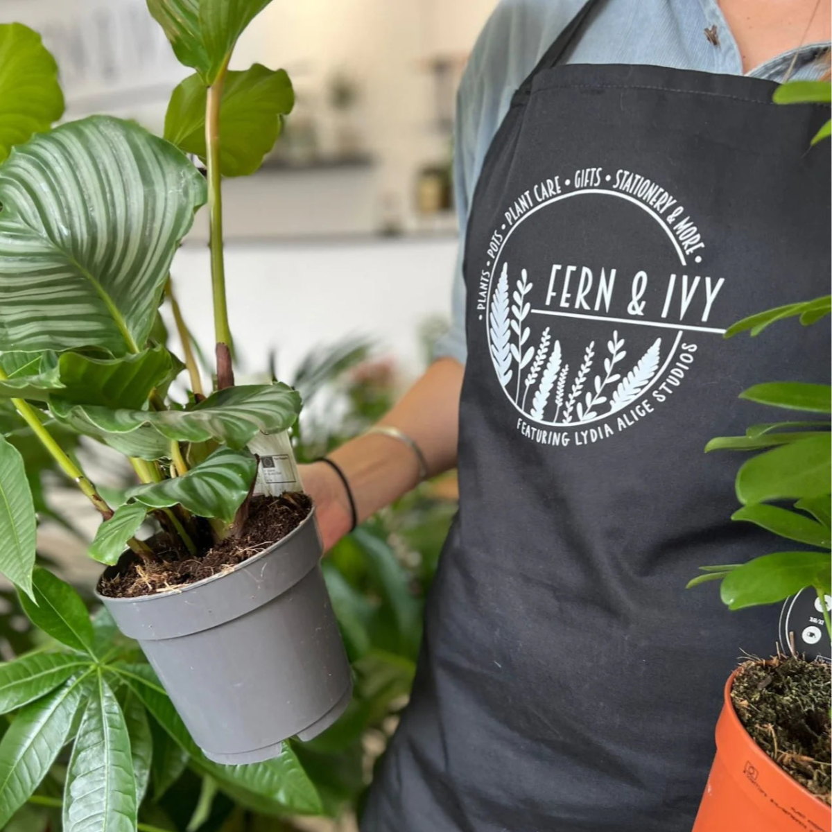 Person wearing a 'Fern & Ivy' apron holding a potted plant.