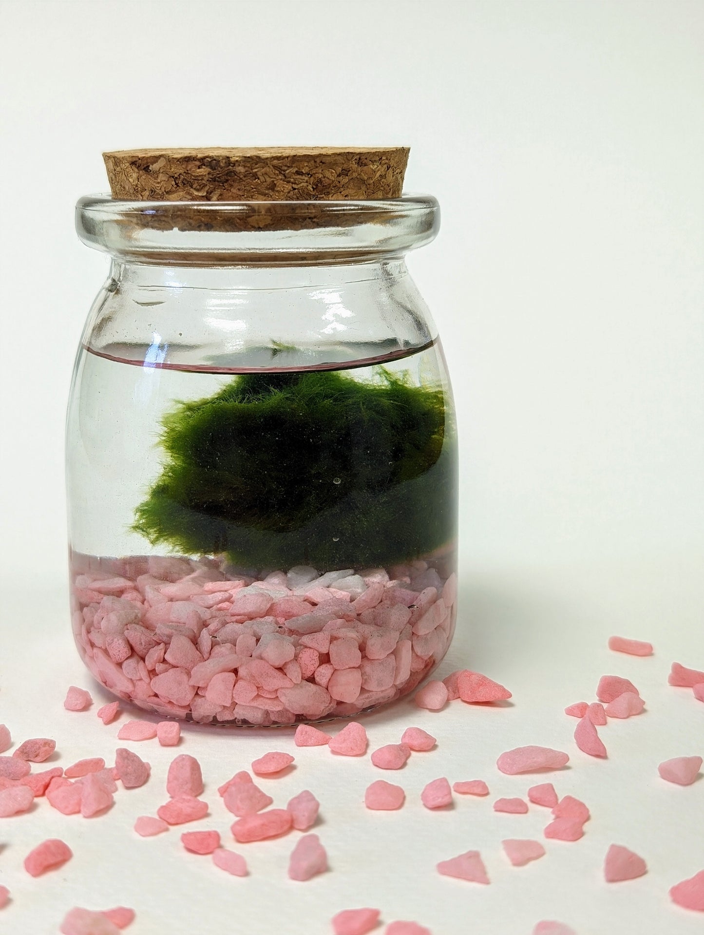 Marimo Moss Ball Kit