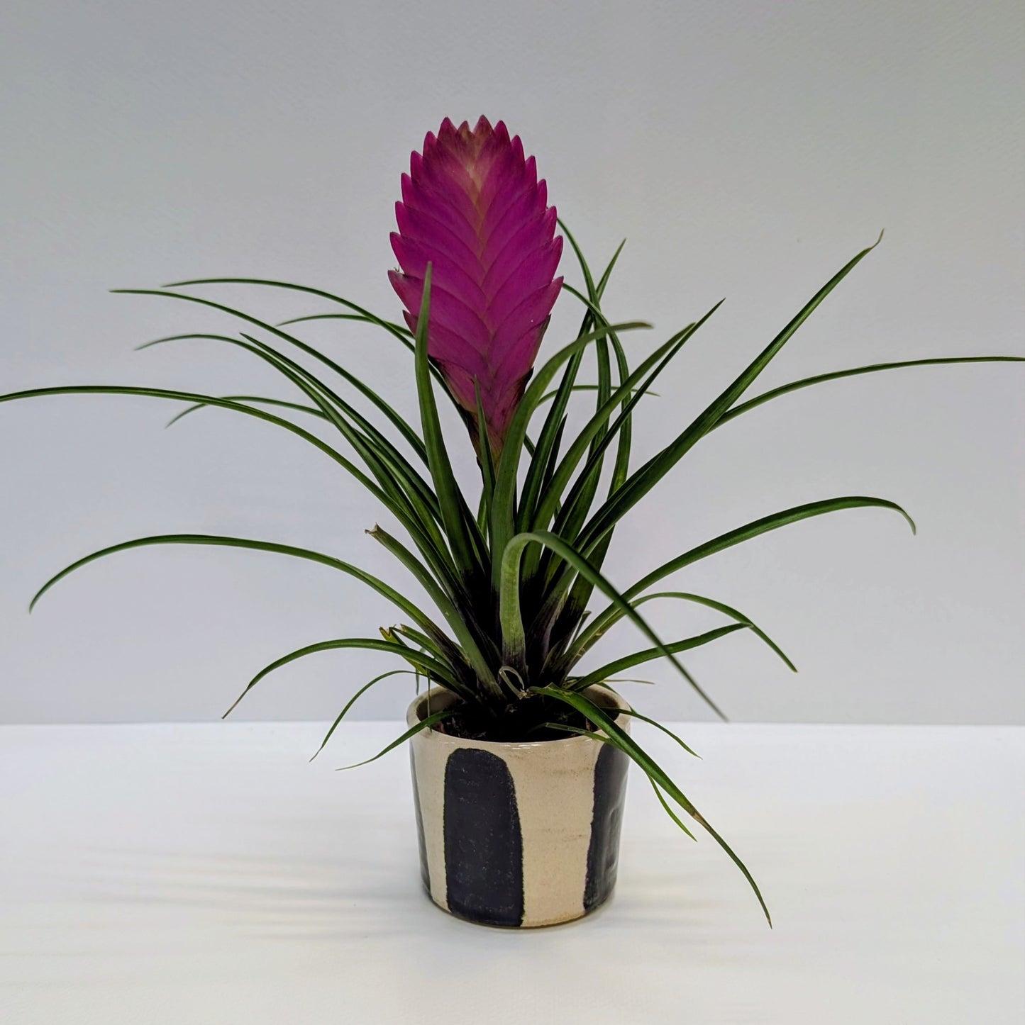 The Mini Conscious Home Subscription Gift