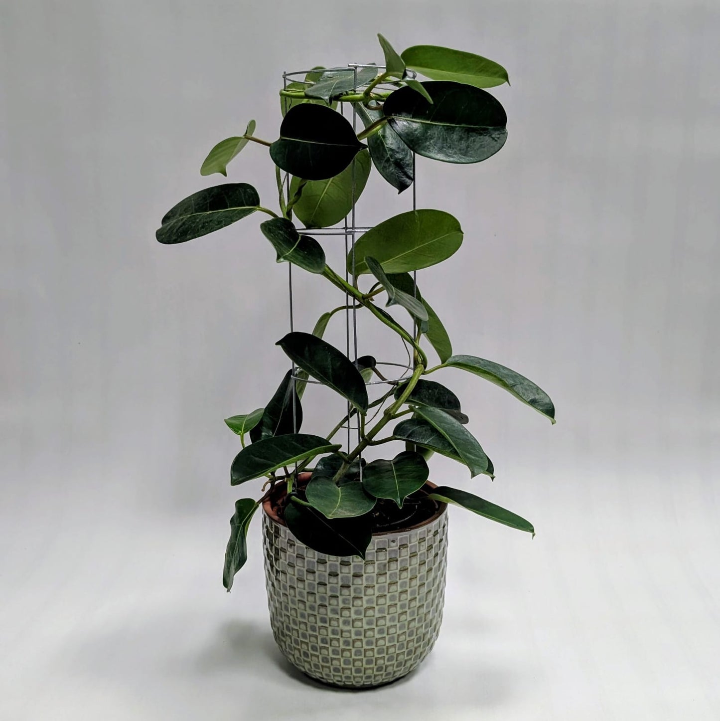 Madagascar Jasmine with Green Rome Planter