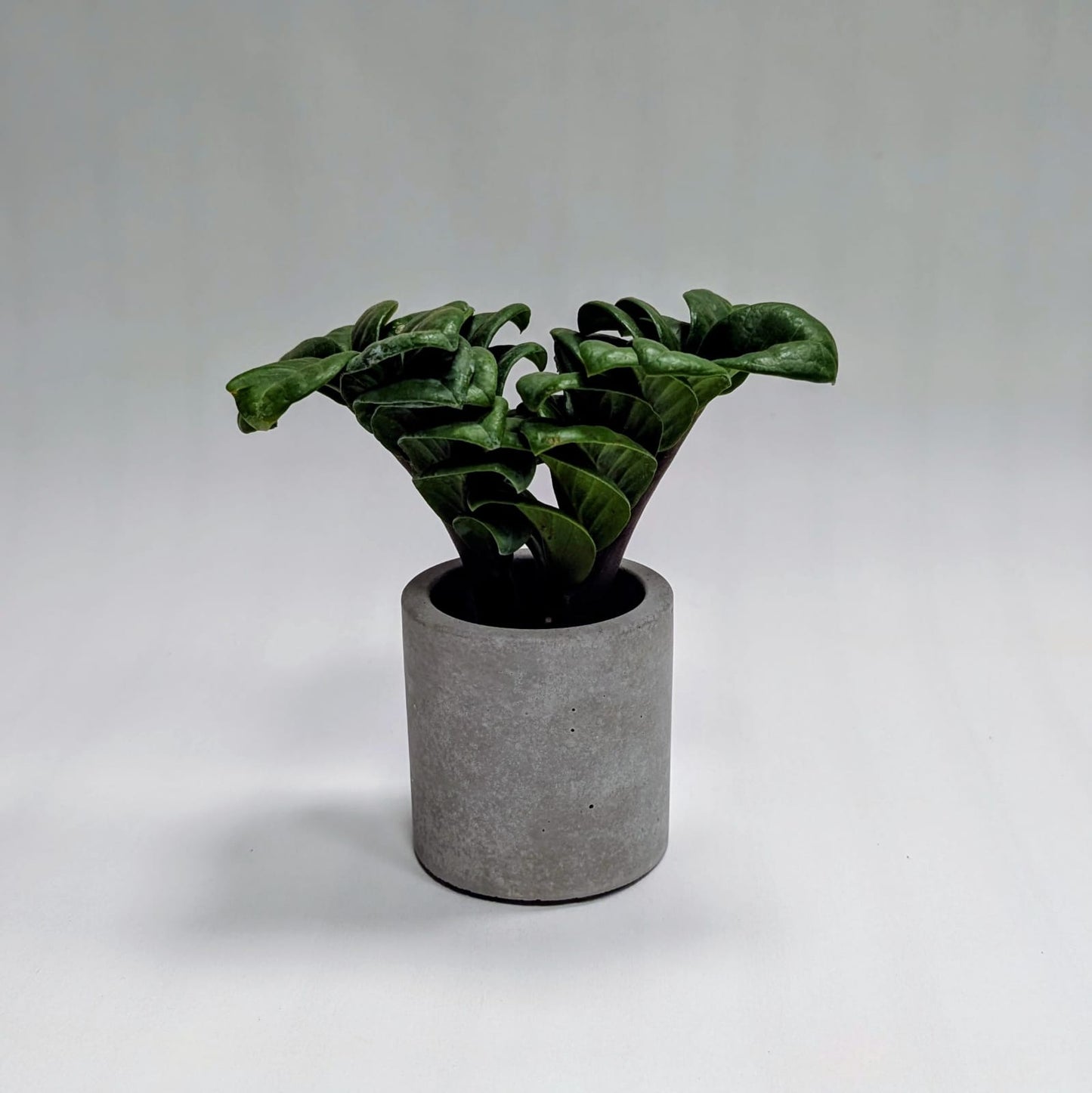 Zz Zenzi Mini plant and Concrete Pot