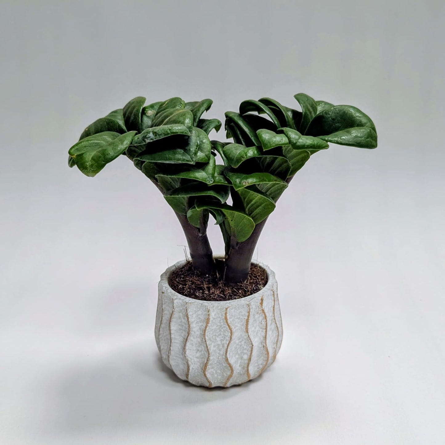 Zz Zenzi Mini plant and Wavy Pot