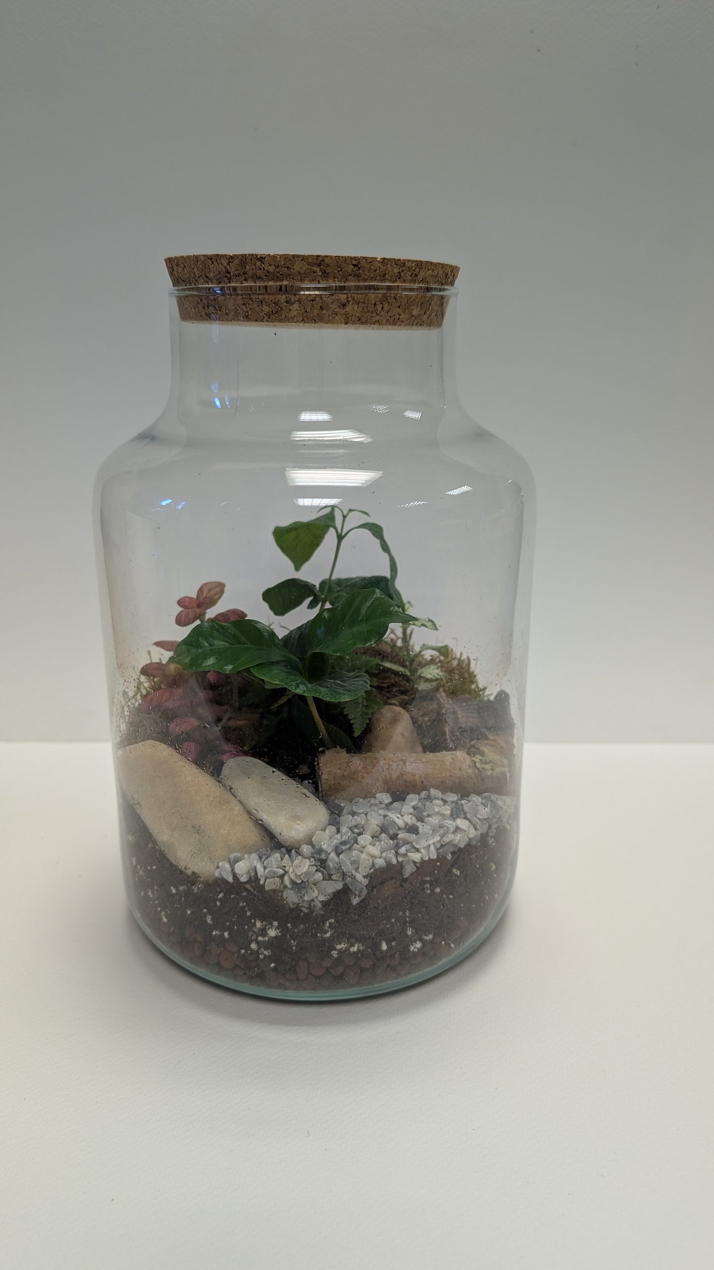 Large Terrarium