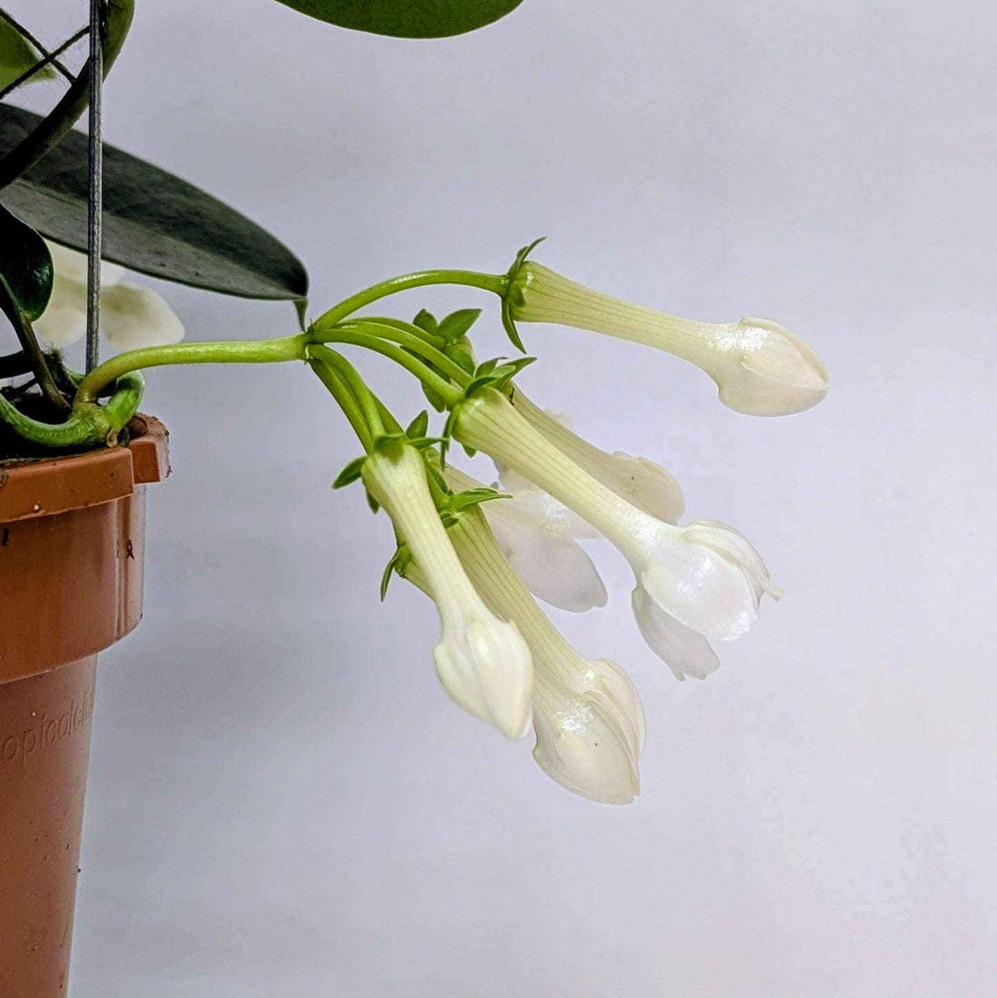 Madagascar Jasmine - 12cm