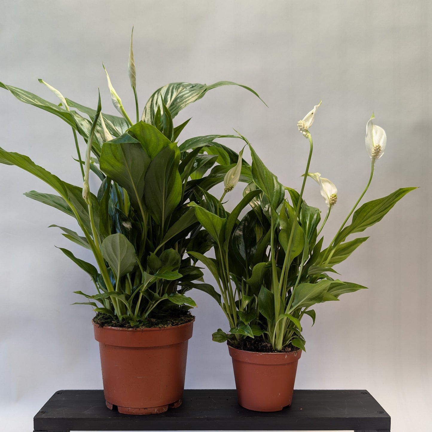 Peace Lily - 12cm