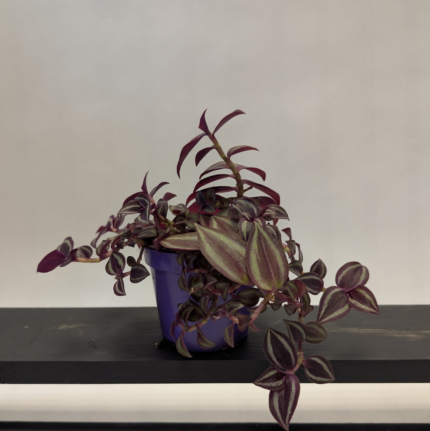 Tradescantia - 8.5cm