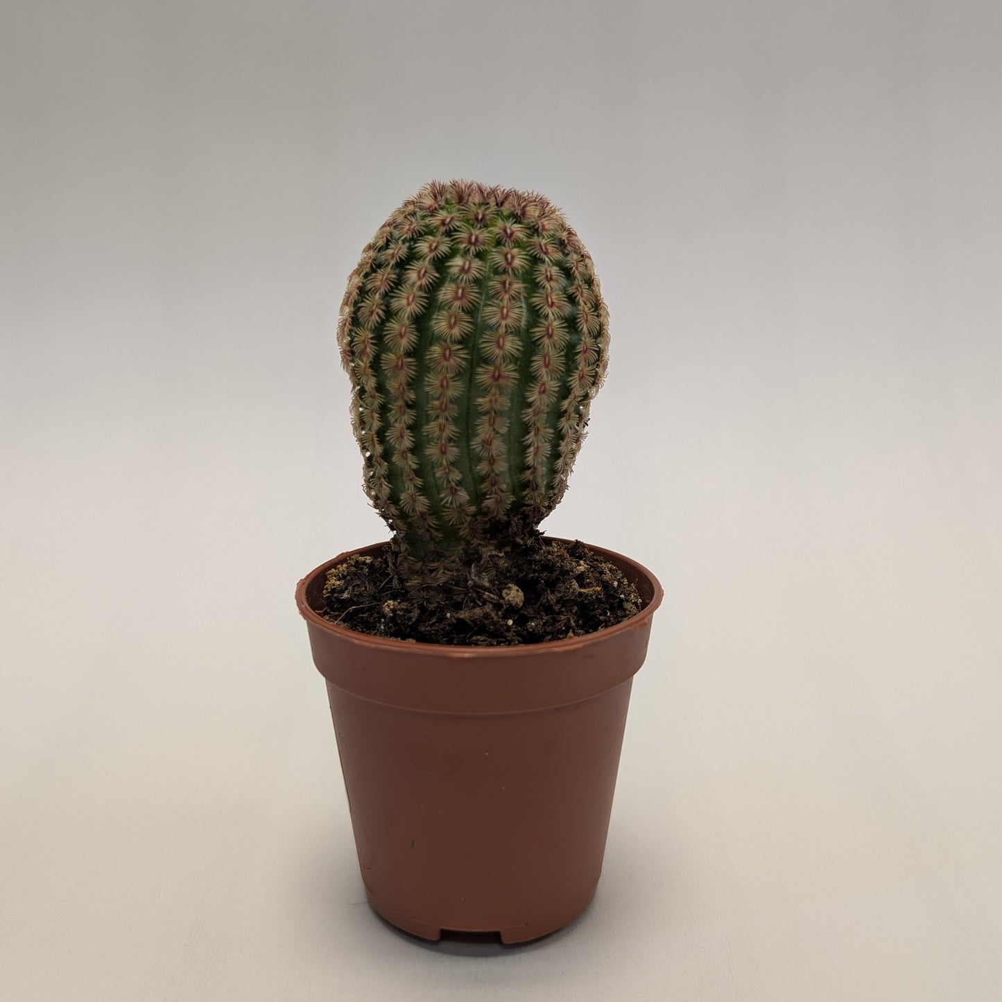 Echinocereus Rubispinus - 6cm