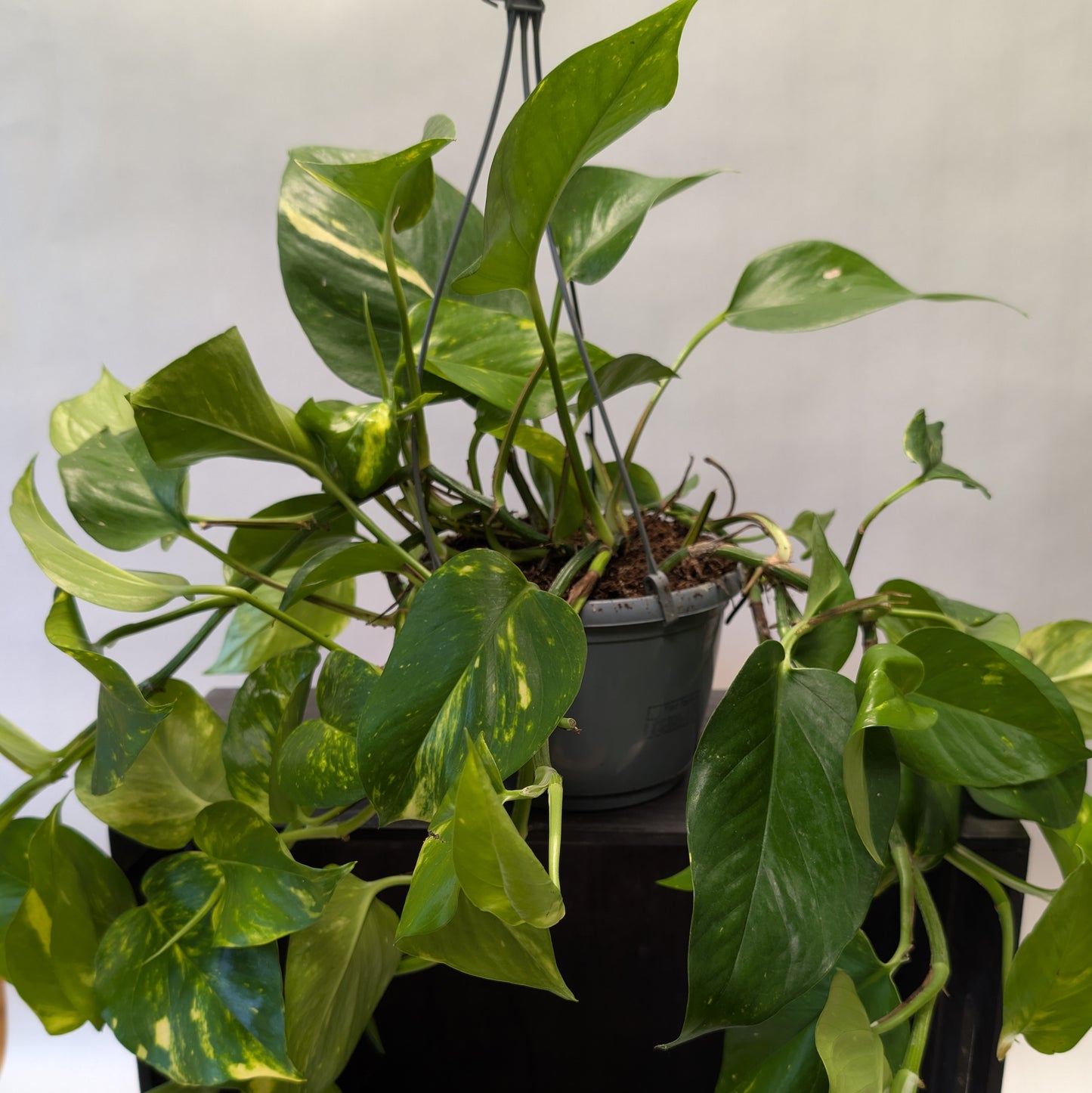 Devil's Ivy - 15cm