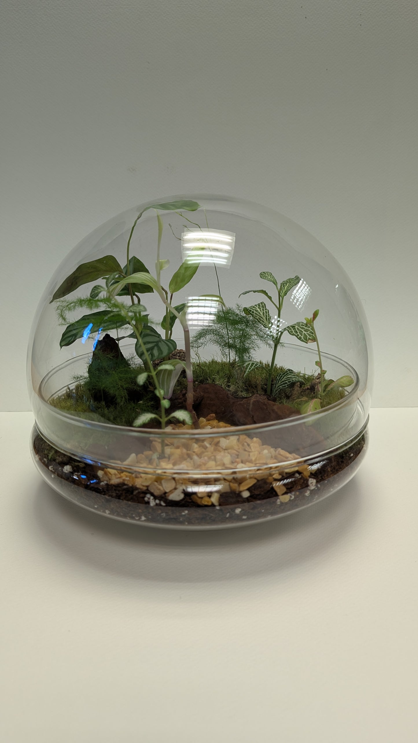 Dome Terrarium