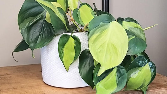 Getting the light right for your plants