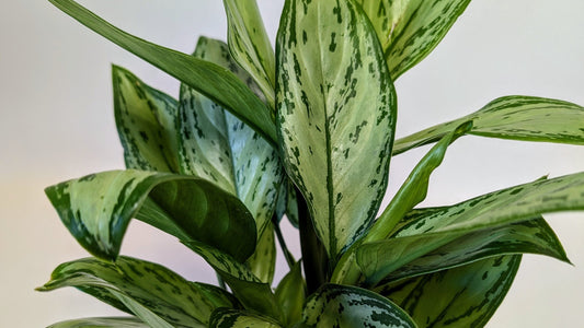 Aglaonema Maria Christina - Care Advice