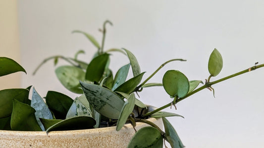 Hoya Krohniana Eskimo - Plant Care
