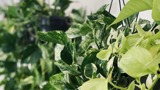 Winter Plant Care