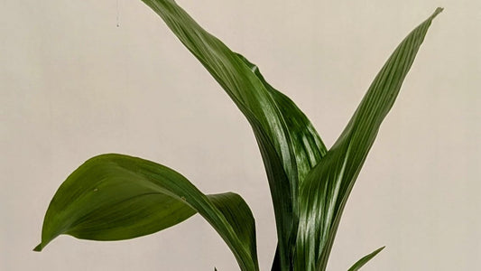 Aspidistra Elatior - Care Advice