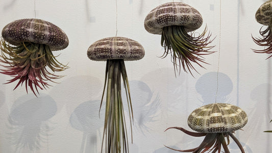 How to care for air plants