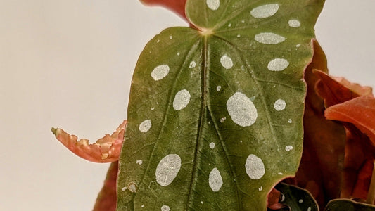 Begonia Maculata - Care Advice