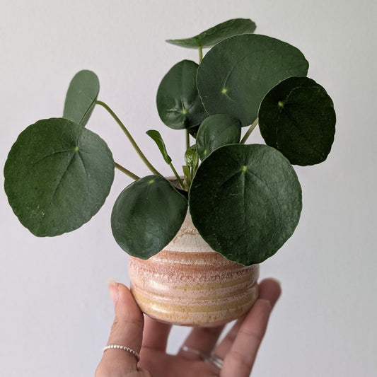 Pilea Peperomioides - Care Advice