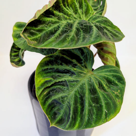 Philodendron Verrucosum - Care Advice