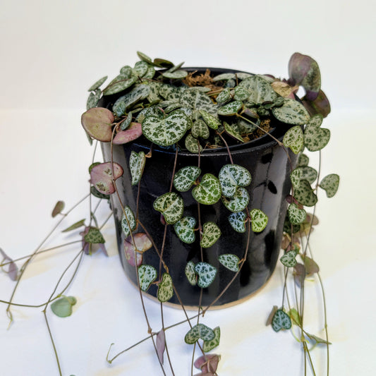 Ceropegia Woodii - Care Advice