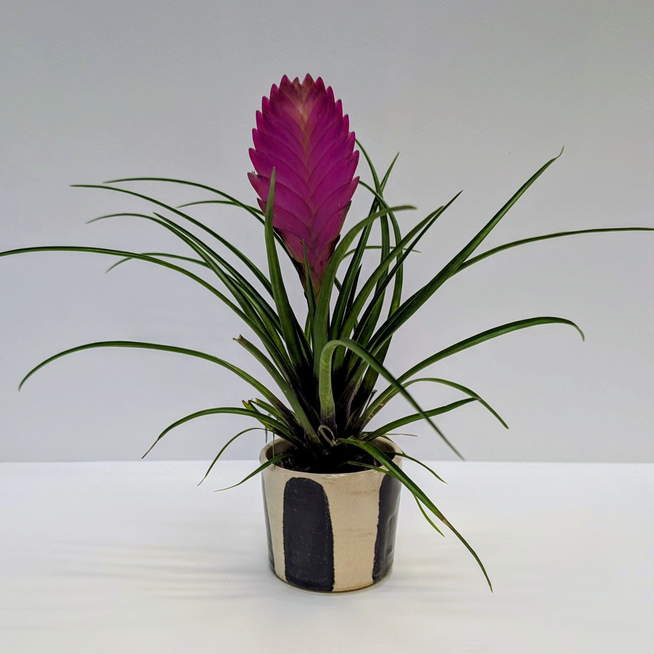 Tillandsia Cyanea Anita - Care Advice – Fern & Ivy