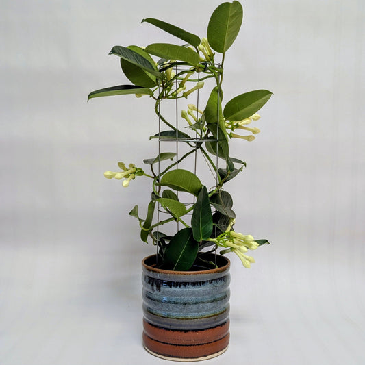 Stephanotis floribunda - Care Advice