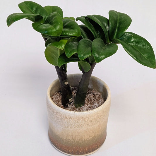 Zamioculcas Zenzi - Care Advice