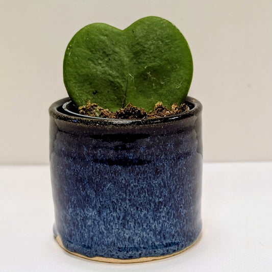 Hoya Kerrii - Care Advice