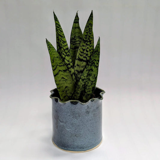 Sansevieria Zeylanica - Care Advice