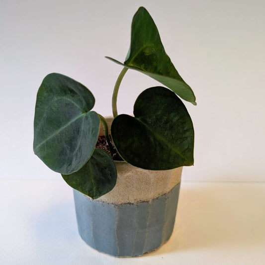 Anthurium Clarinervium - Care Advice