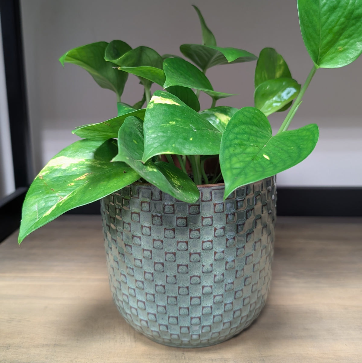 Devil's Ivy & Planter
