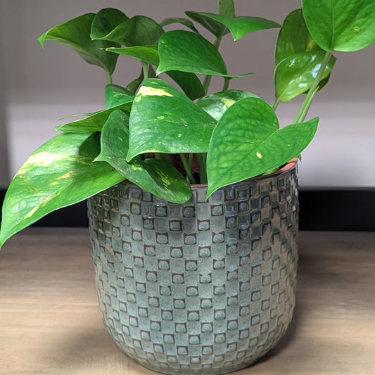 Devil's Ivy & Planter