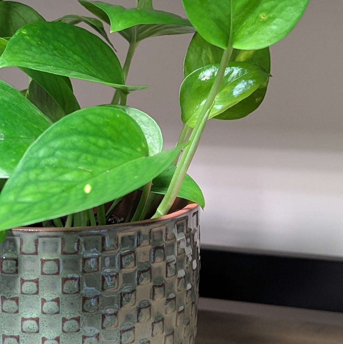 Devil's Ivy & Planter
