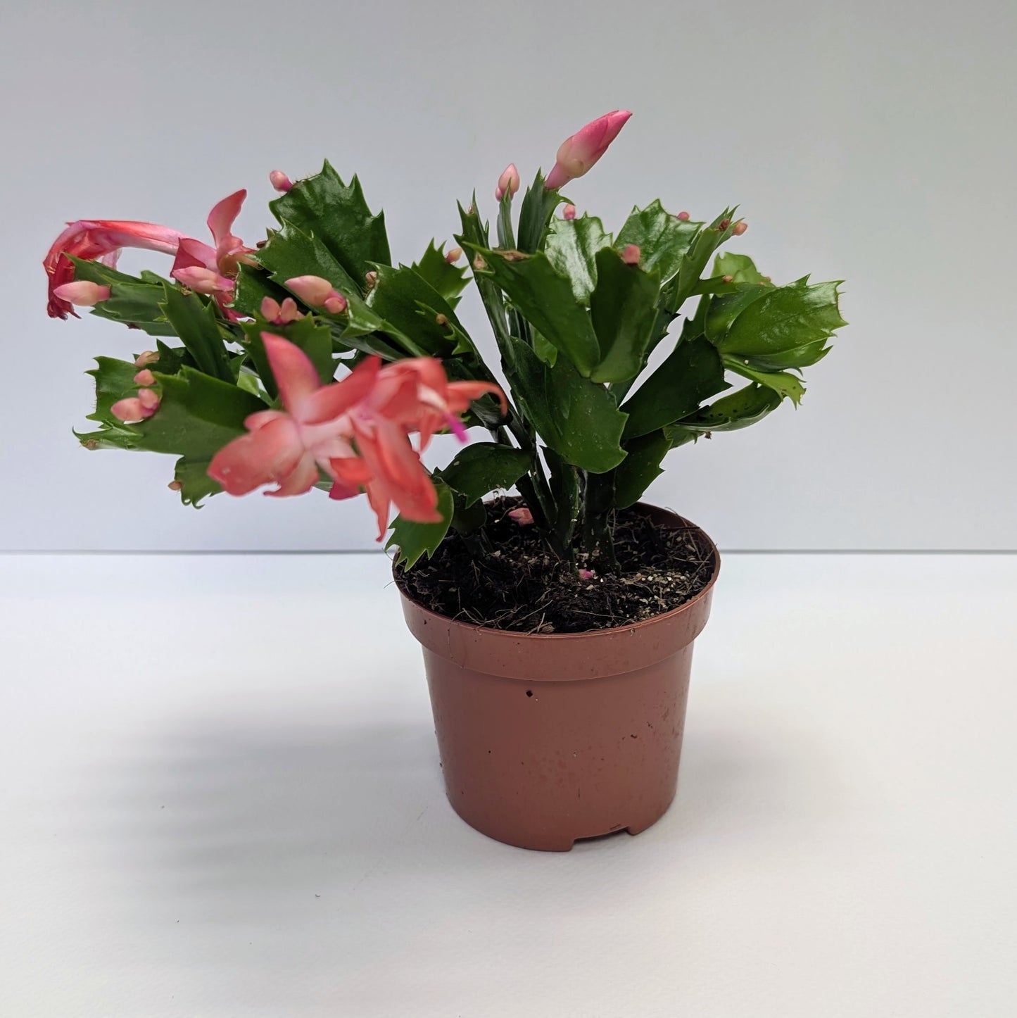 Christmas Cactus - 10.5cm