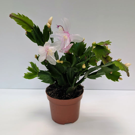 Christmas Cactus - 10.5cm