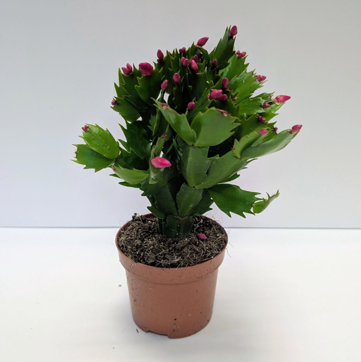 Christmas Cactus - 10.5cm