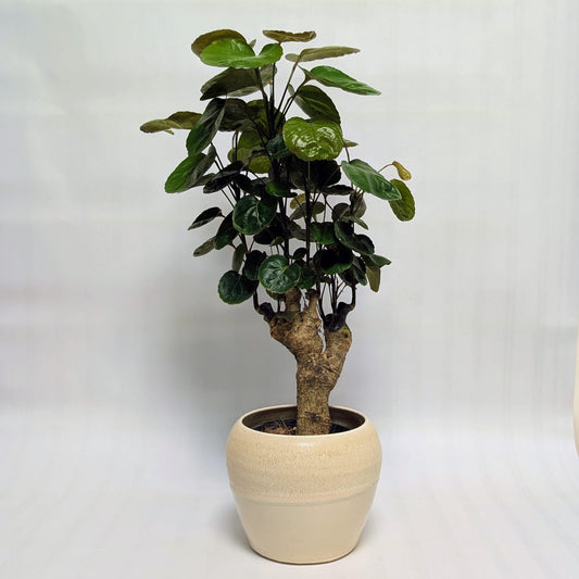 Dinner Plate Aralia & Low Tide Pot