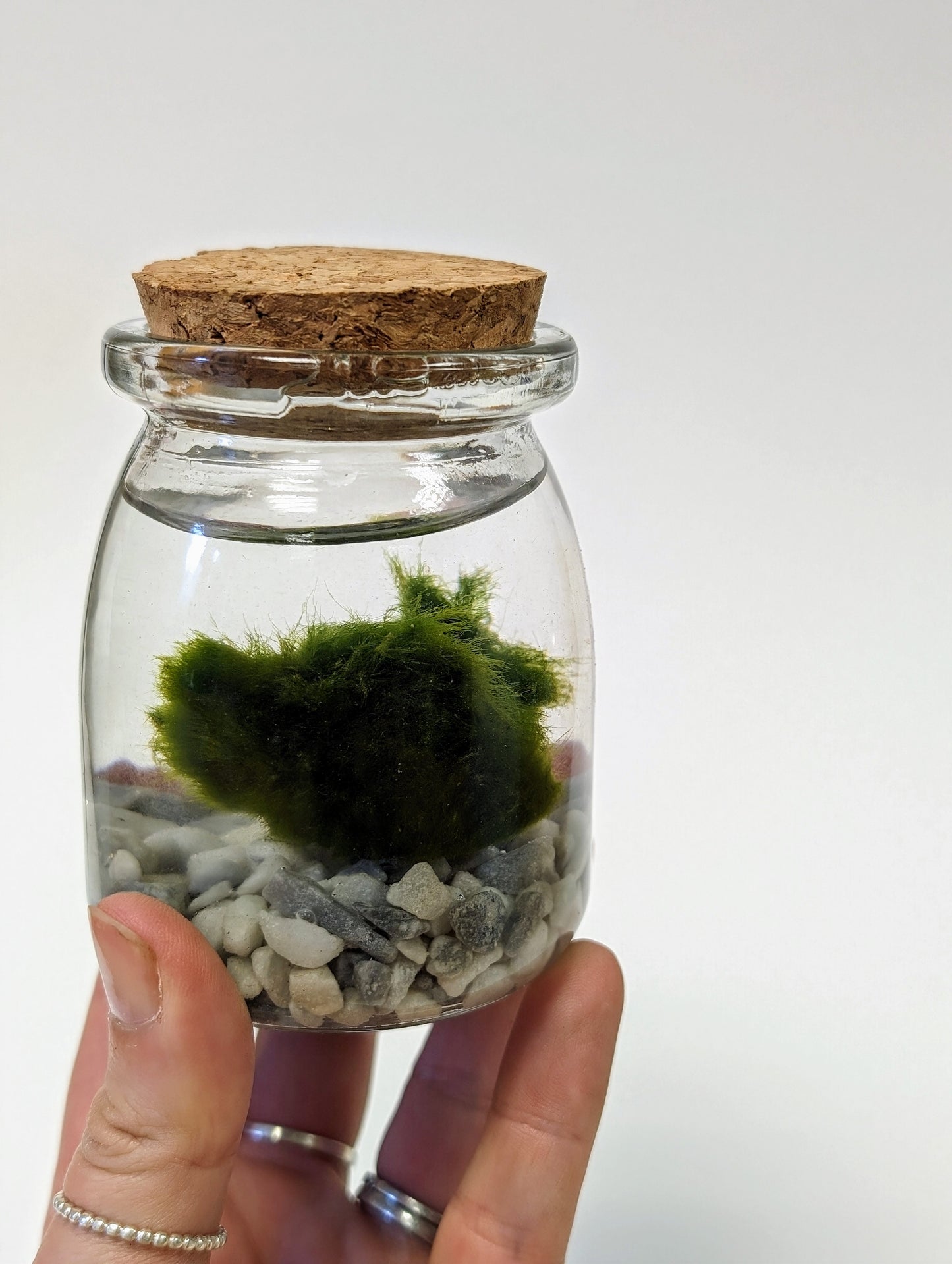 Marimo Moss Ball Kit