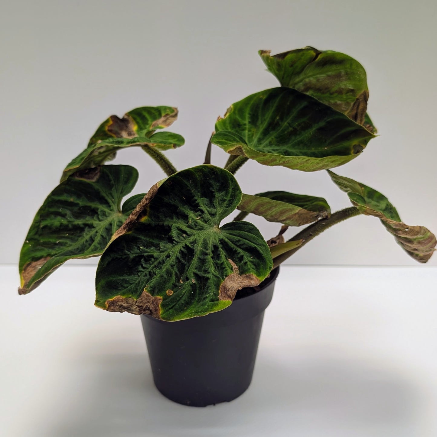 Philodendron Verrucosum - Rescue - 12cm