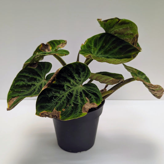 Philodendron Verrucosum - Rescue - 12cm