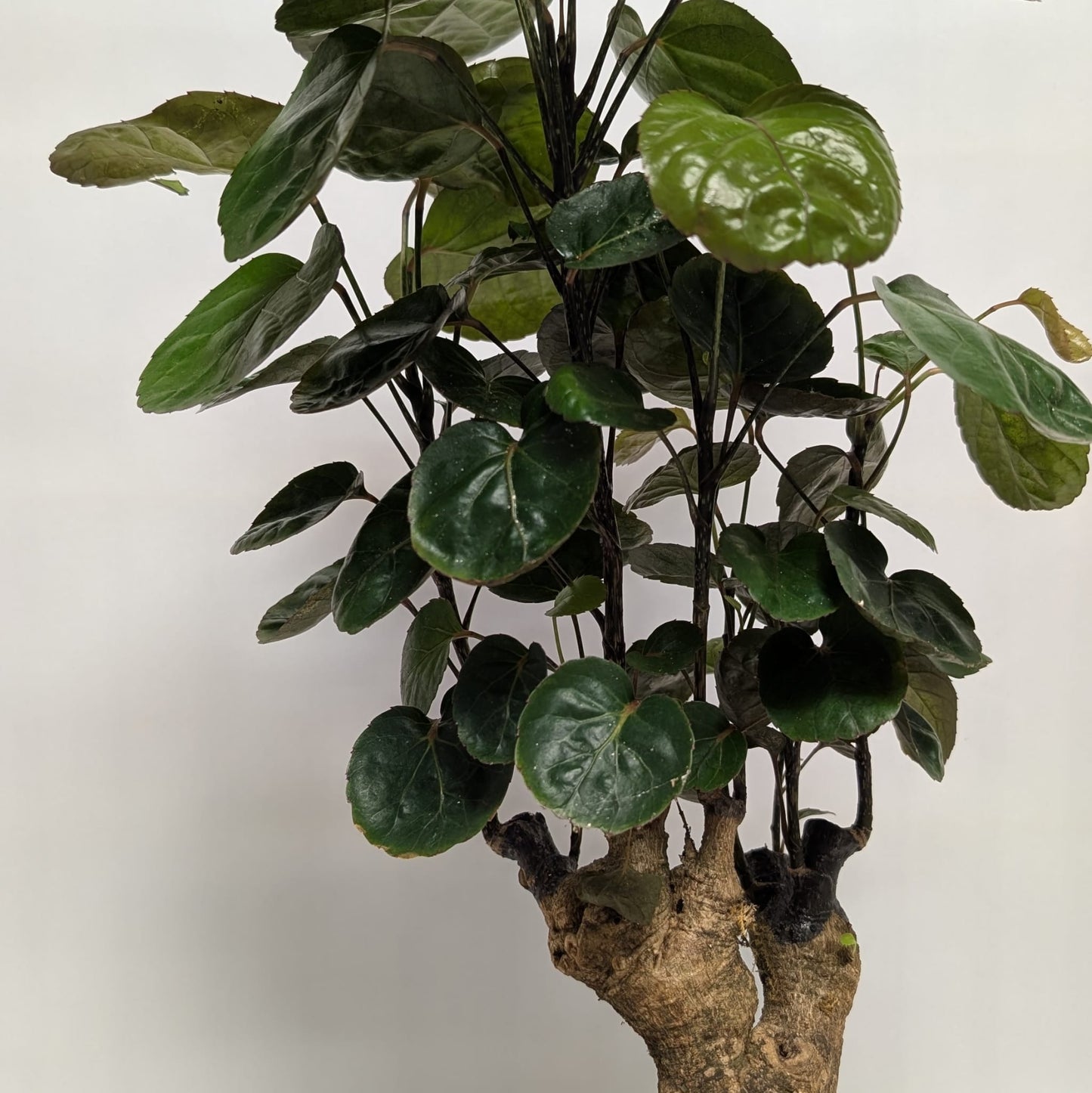 Dinner Plate Aralia & Low Tide Pot