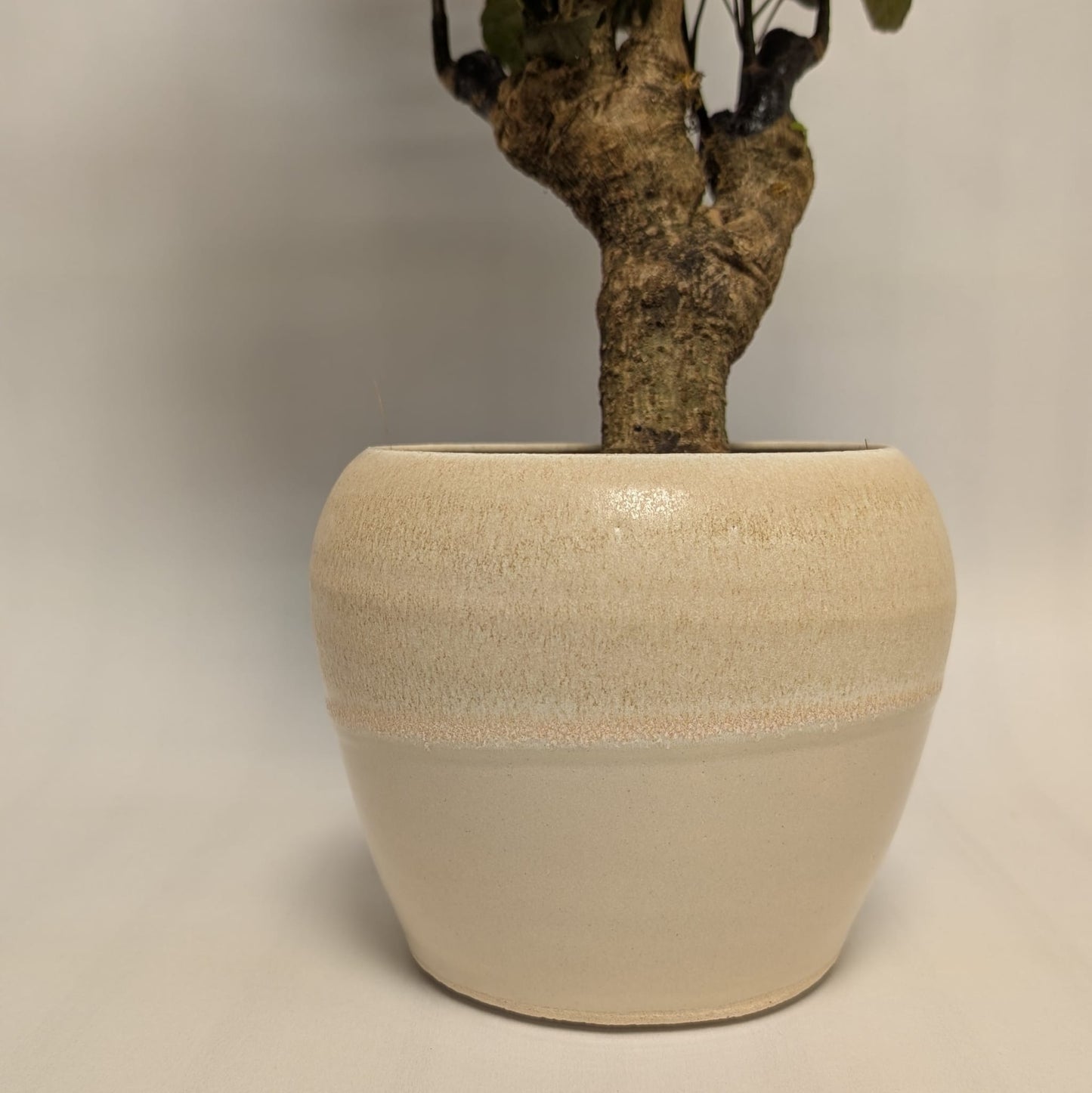 Dinner Plate Aralia & Low Tide Pot
