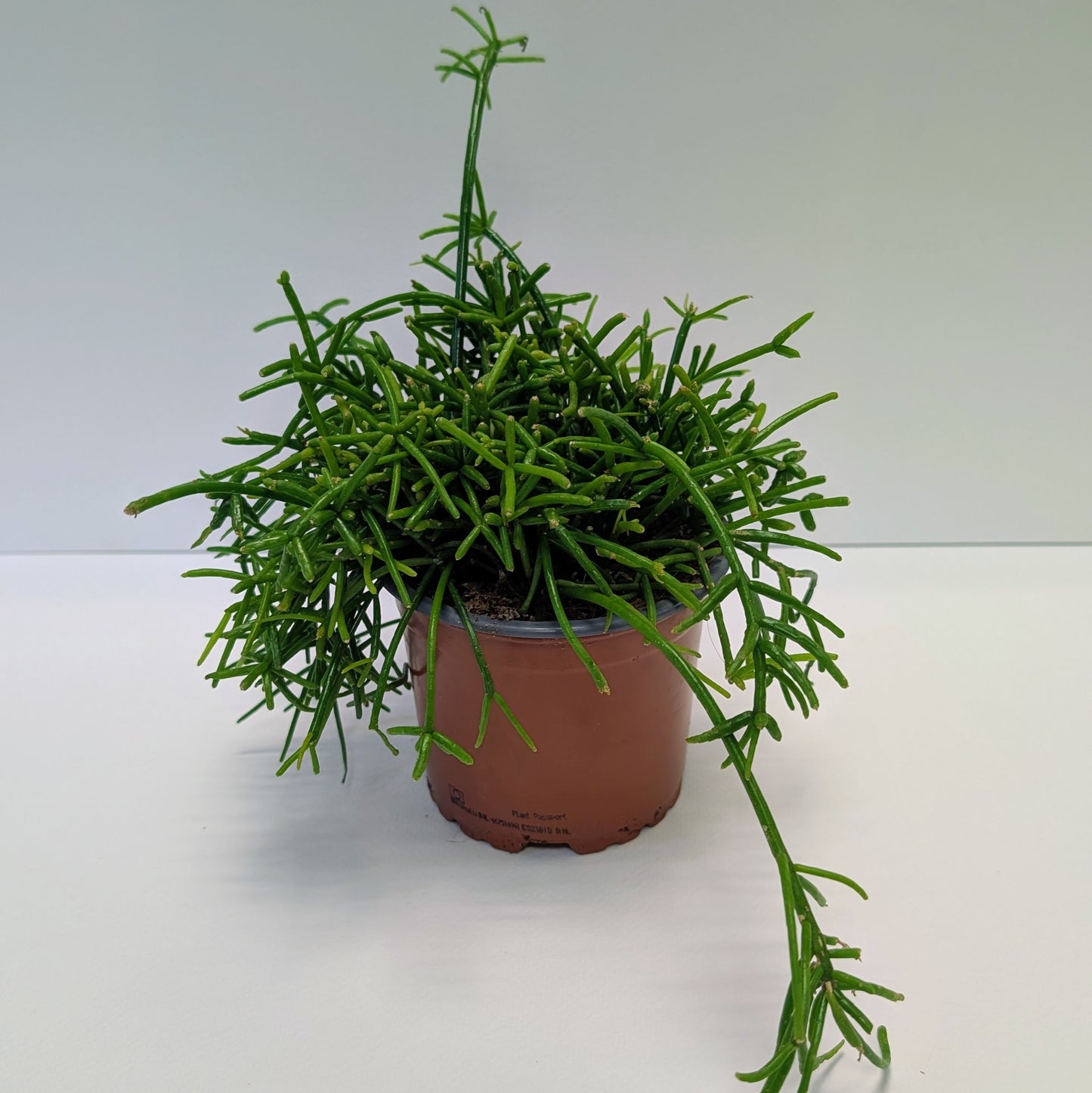 Mistletoe Cactus - 10.5cm