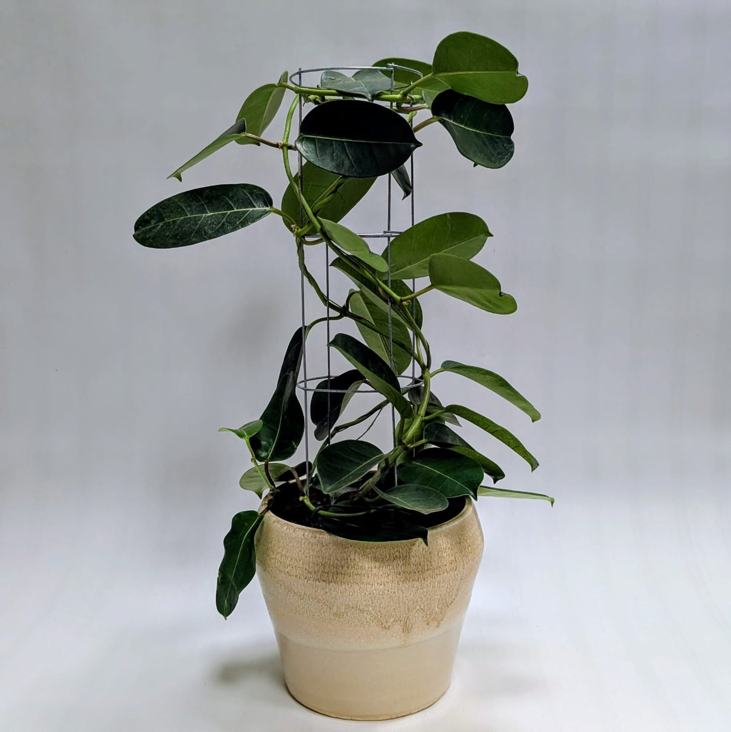 Madagascar Jasmine with Ceramic Planter