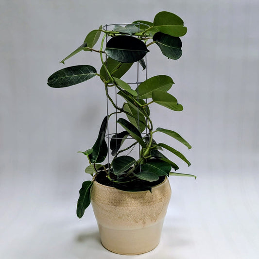 Madagascar Jasmine with Ceramic Planter