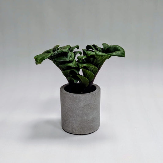 Zz Zenzi Mini plant and Concrete Pot