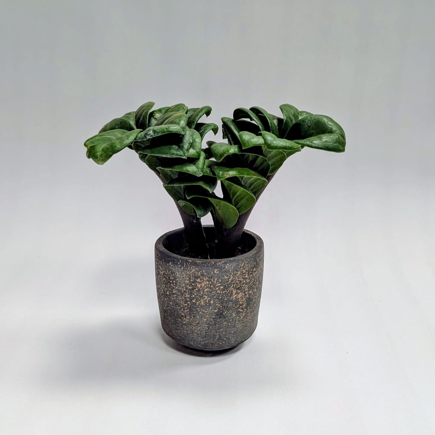 Zz Zenzi Mini plant and Tivoli Pot