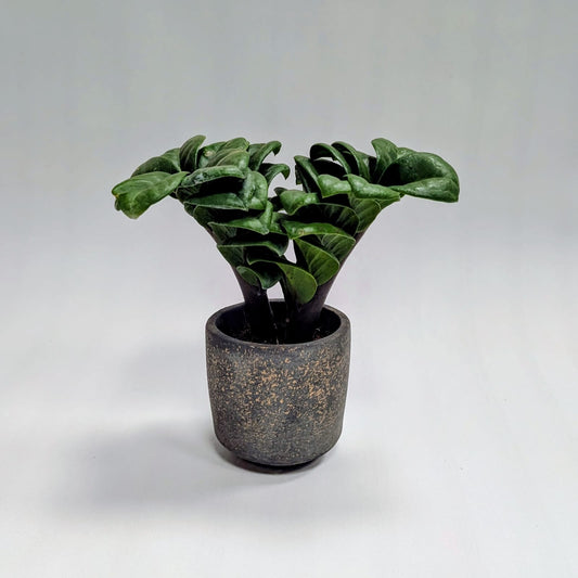 Zz Zenzi Mini plant and Tivoli Pot